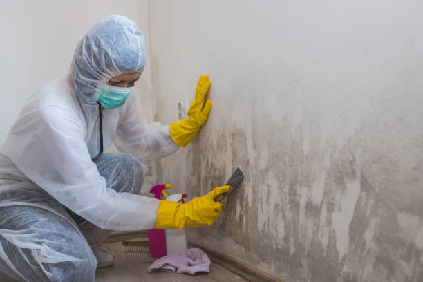 Best Commercial Mold Removal  in Pembroke, NC