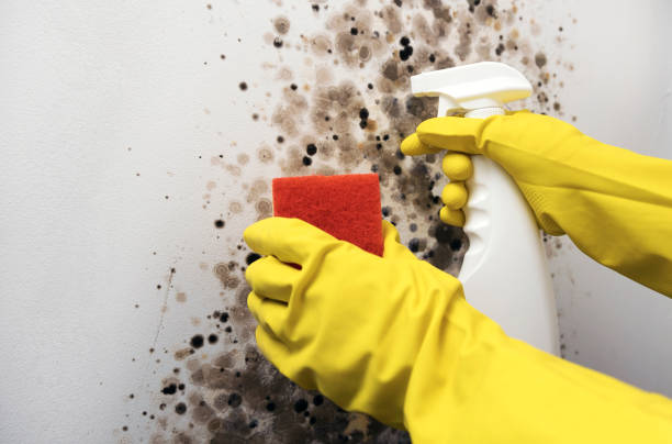 Best Mold Testing  in Pembroke, NC