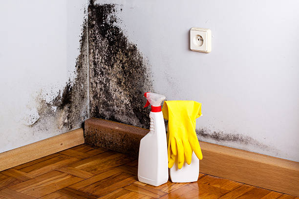 Best Mold Removal Company Near Me  in Pembroke, NC