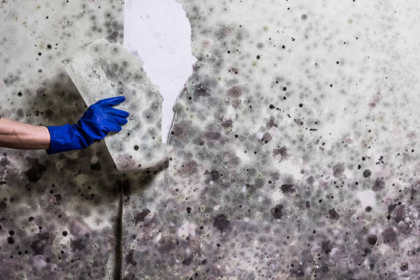Best Professional Mold Removal  in Pembroke, NC
