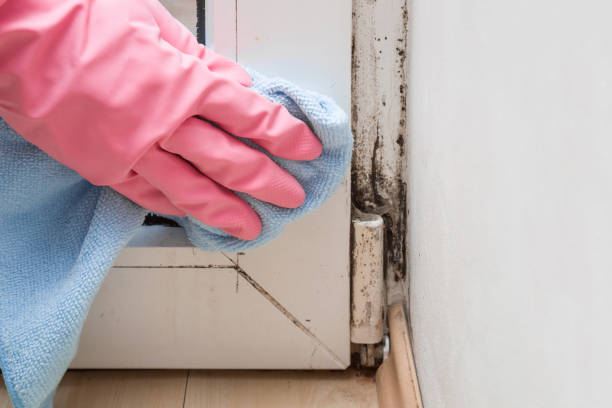 Trusted Pembroke, NC Mold Removal Experts